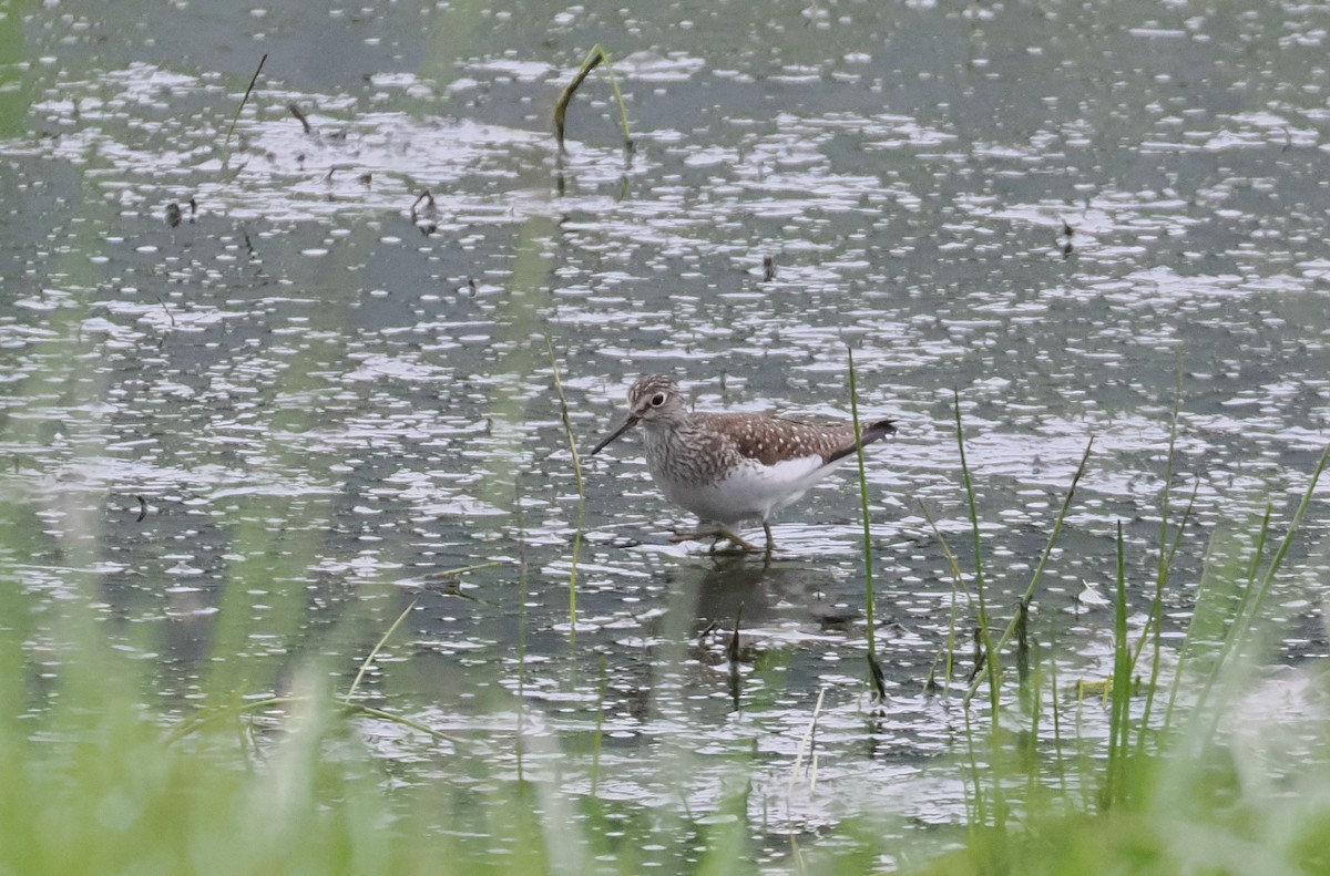 Solitary Sandpiper - ML619548229