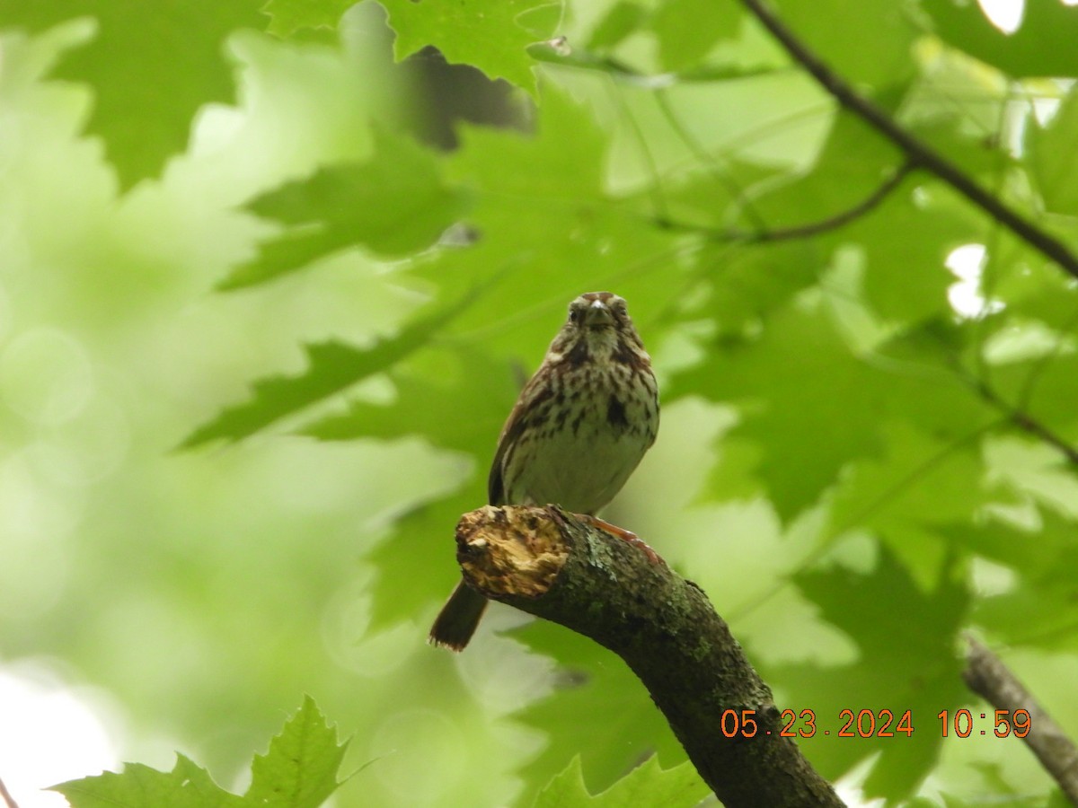 Song Sparrow - Richard DeMartino