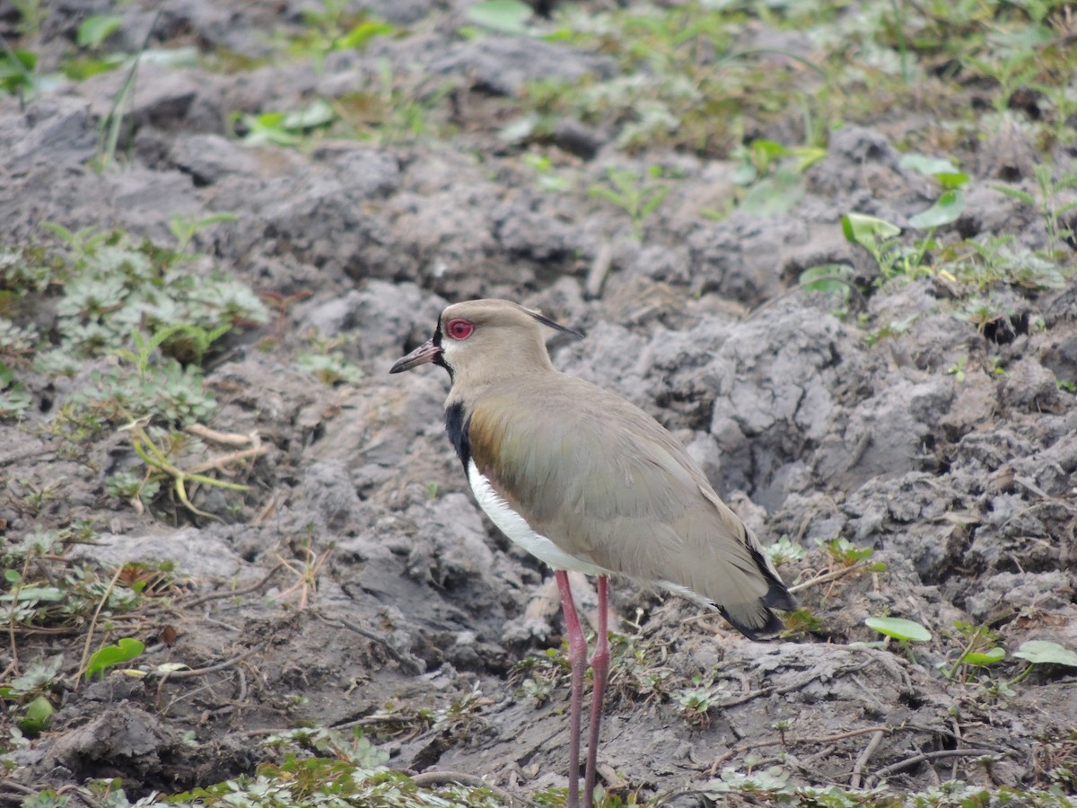 Southern Lapwing - Roger Lambert