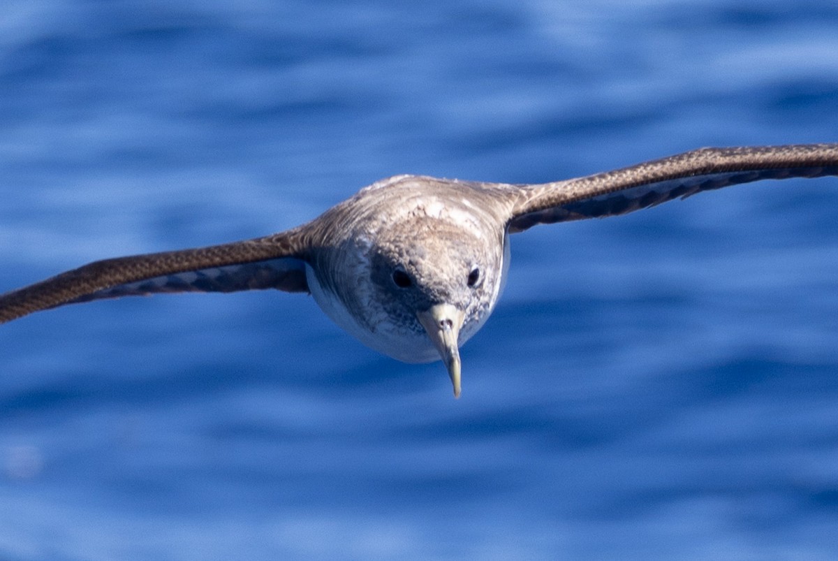 Cory's Shearwater - Kent Fiala