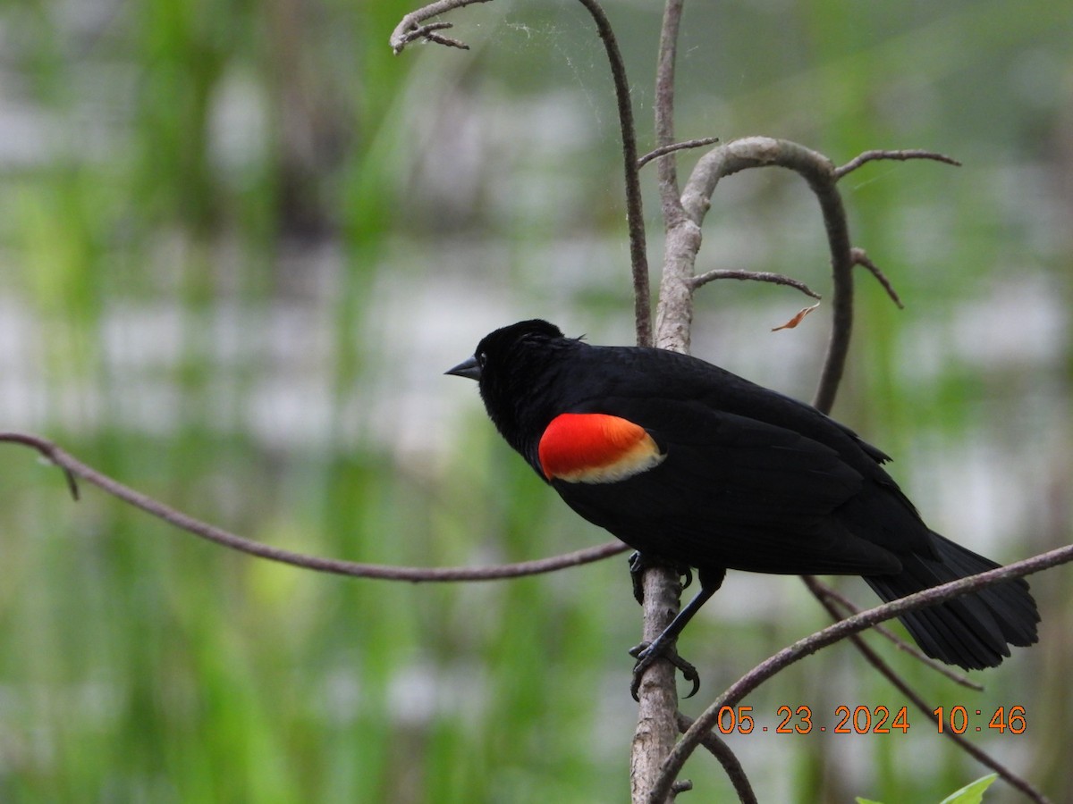 Red-winged Blackbird - Richard DeMartino