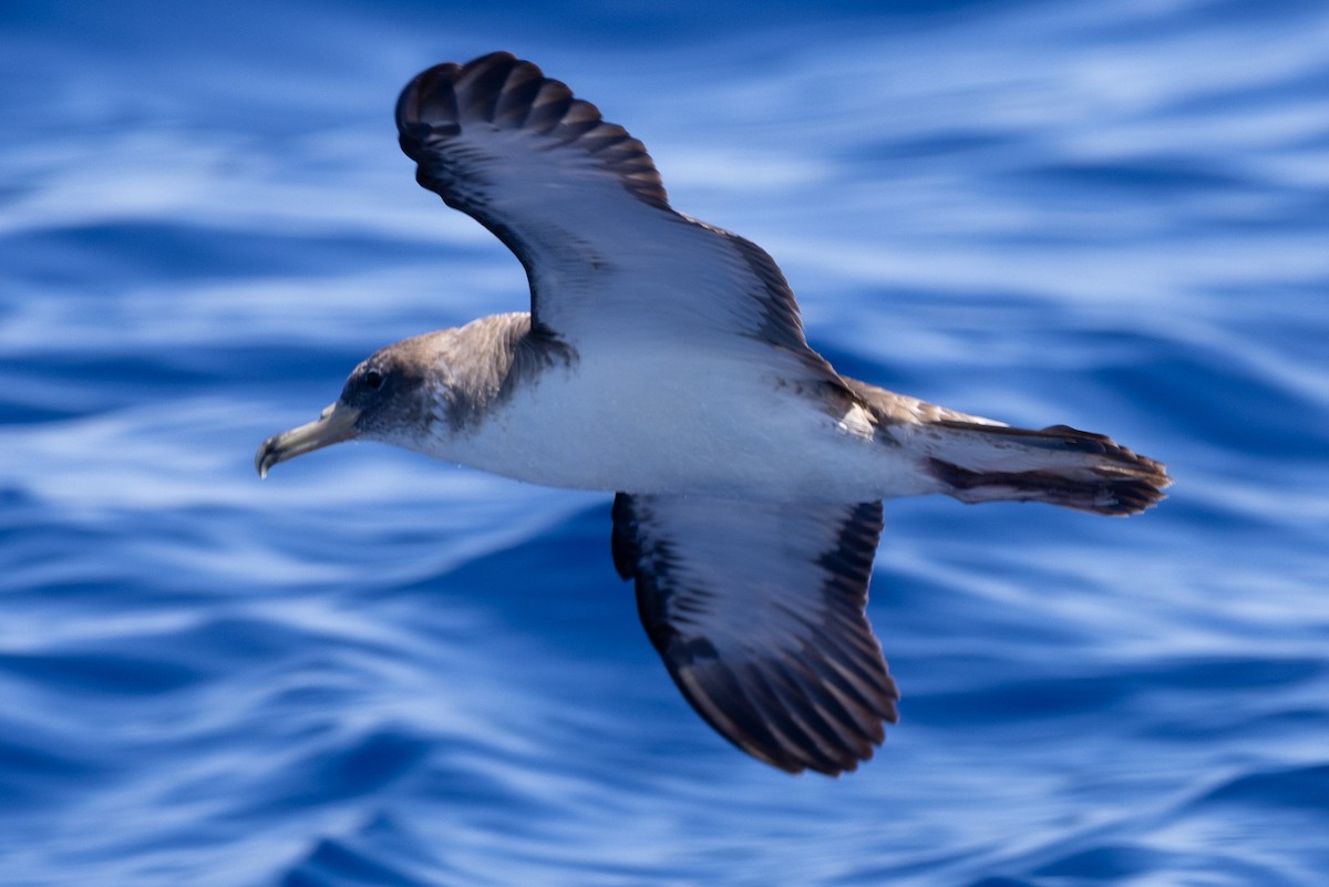 Cory's Shearwater (borealis) - Kent Fiala