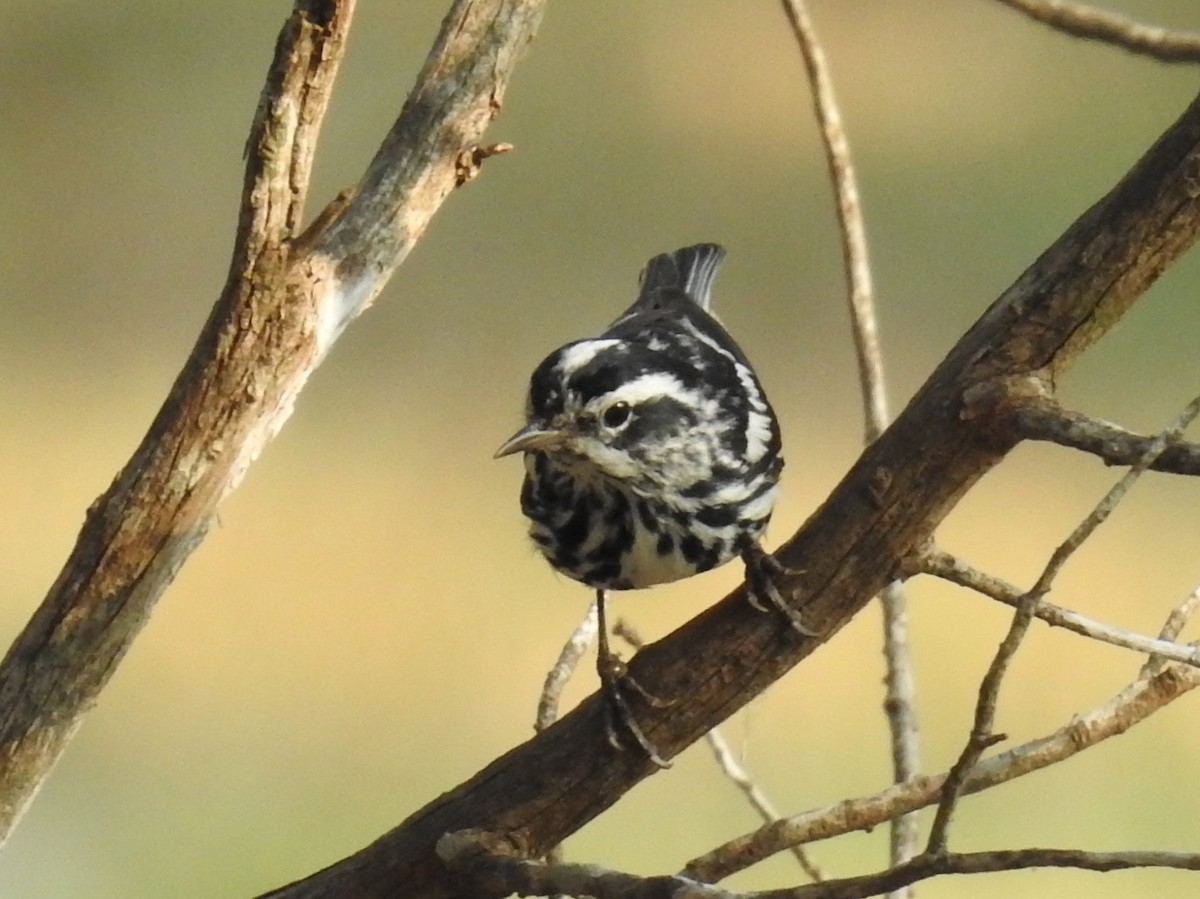 Black-and-white Warbler - Wendi Leonard