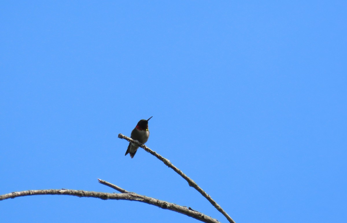 Ruby-throated Hummingbird - Nathalie L. COHL 🕊