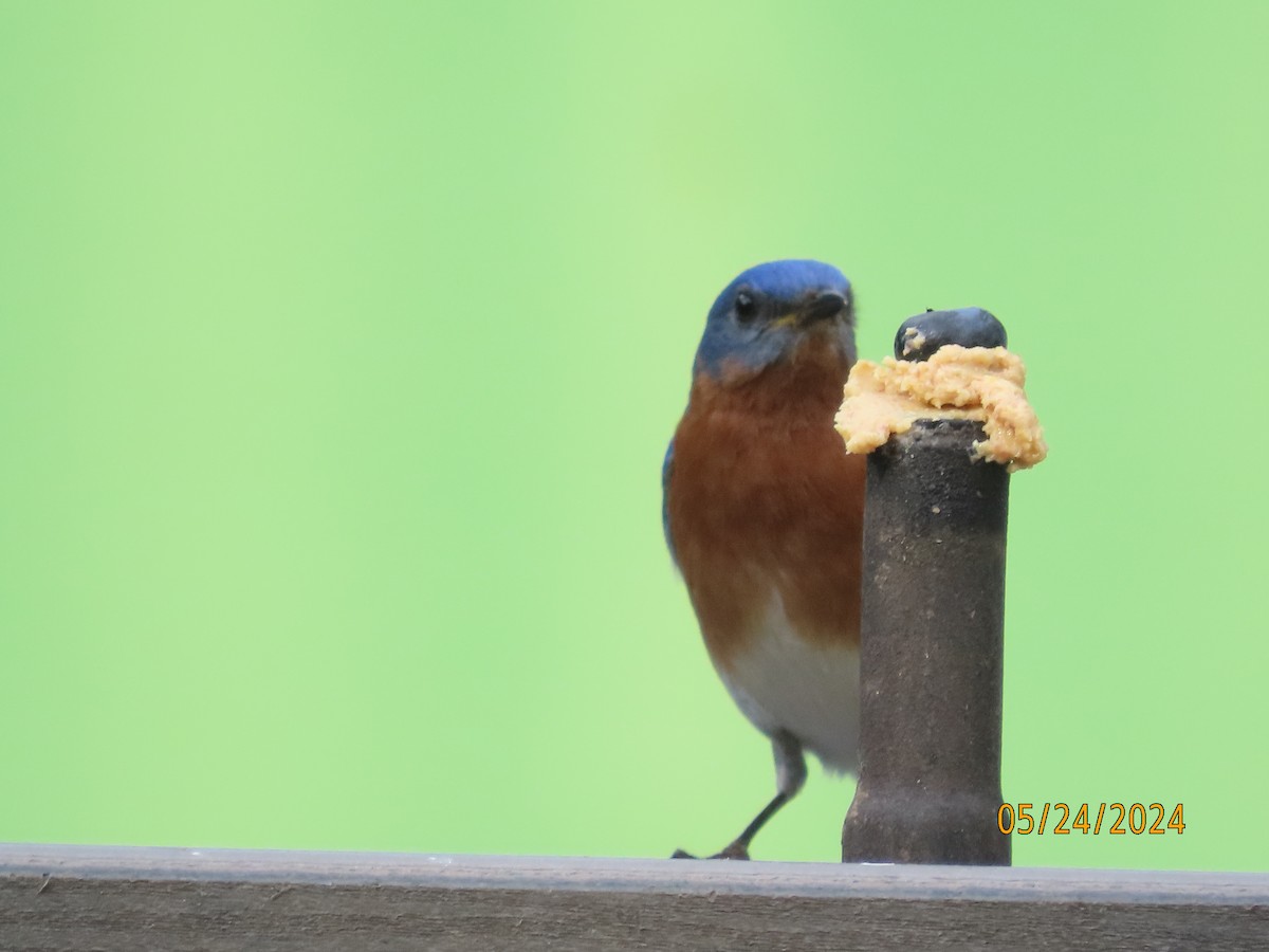 Eastern Bluebird - Susan Leake