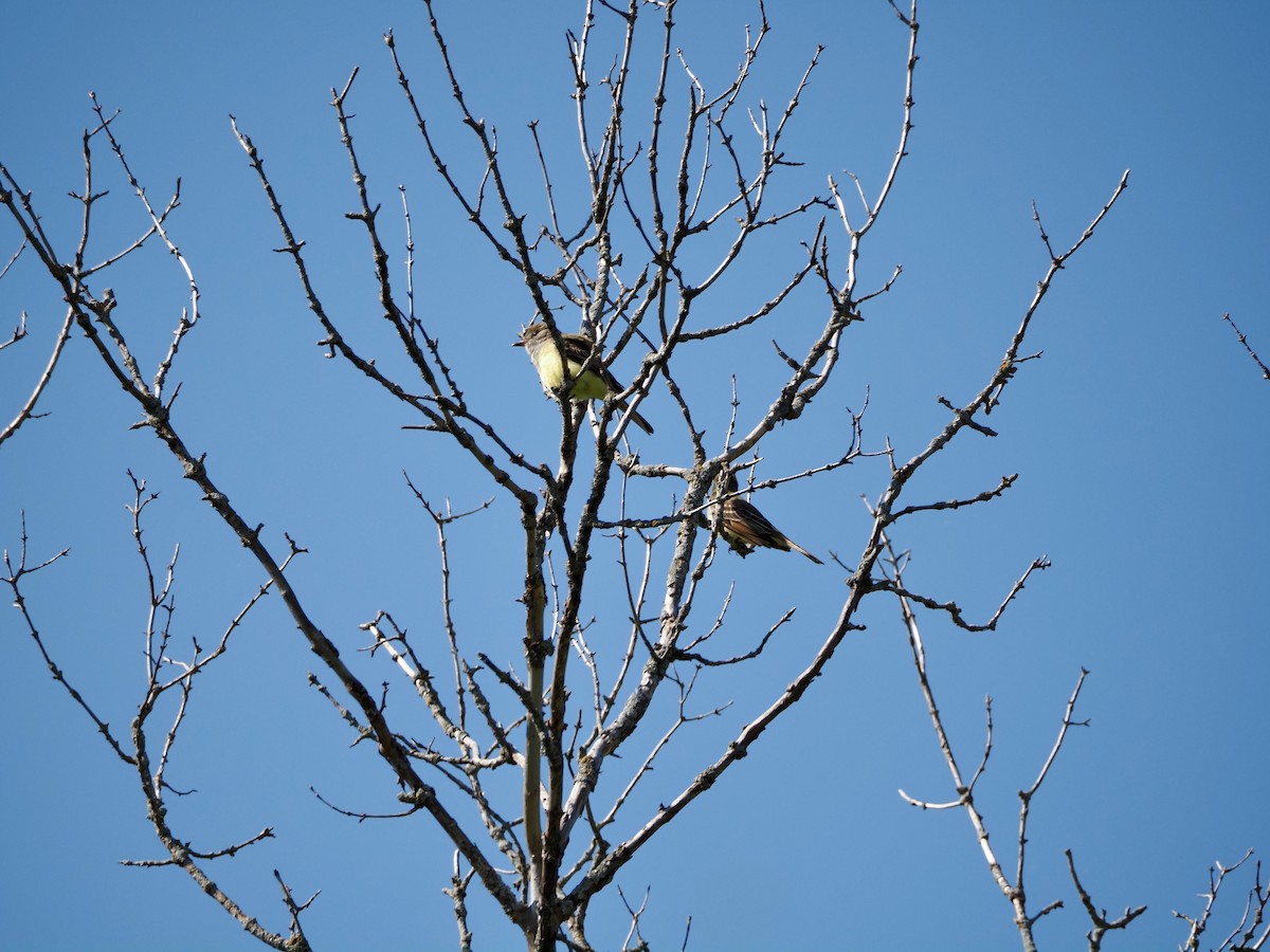 Great Crested Flycatcher - Thomas Boe