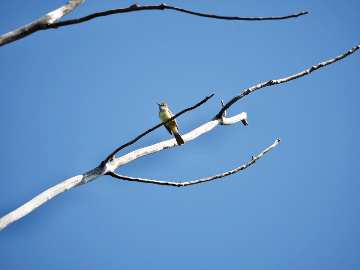 Great Crested Flycatcher - Thomas Boe