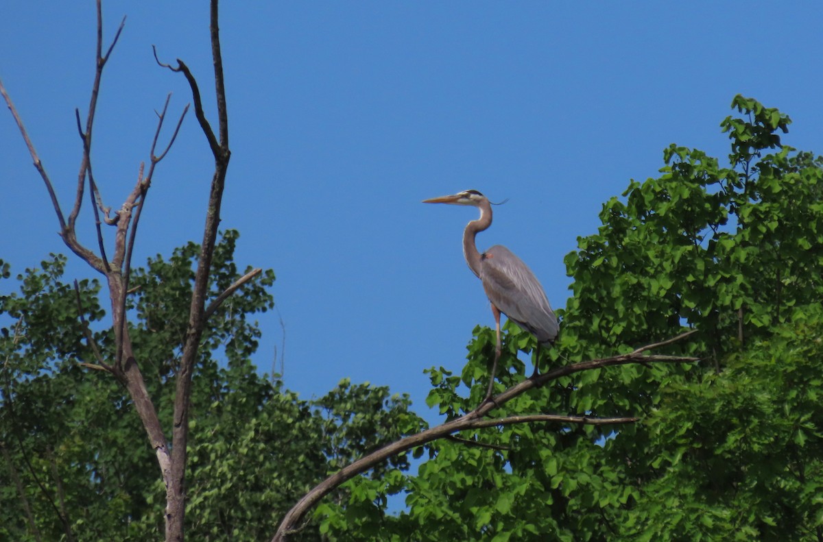 Great Blue Heron - Nathalie L. COHL 🕊