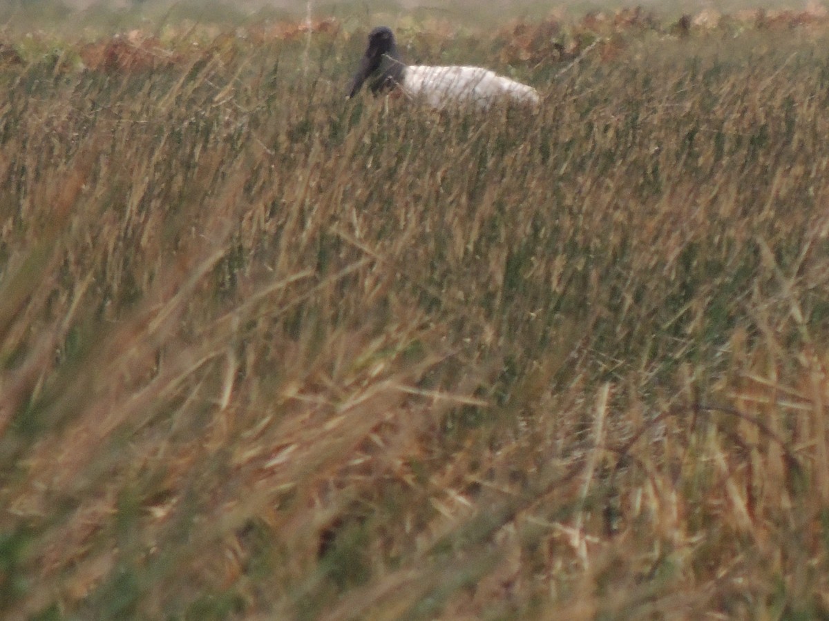 Jabiru - Roger Lambert