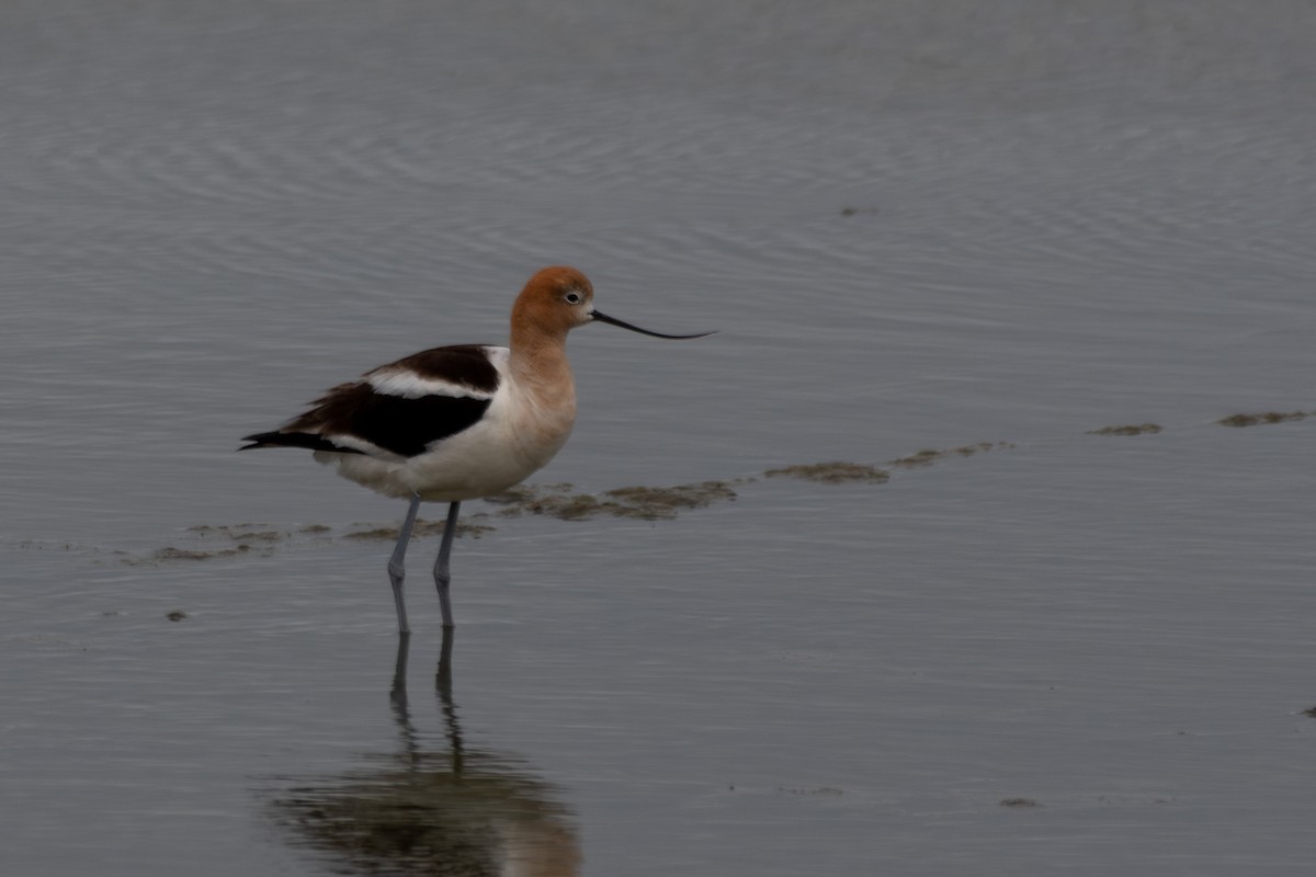 American Avocet - Daniel Pankey