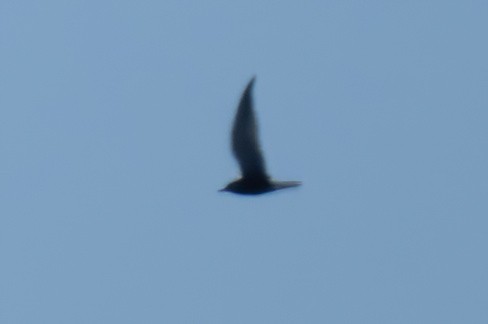 Black Tern - Mitch (Michel) Doucet