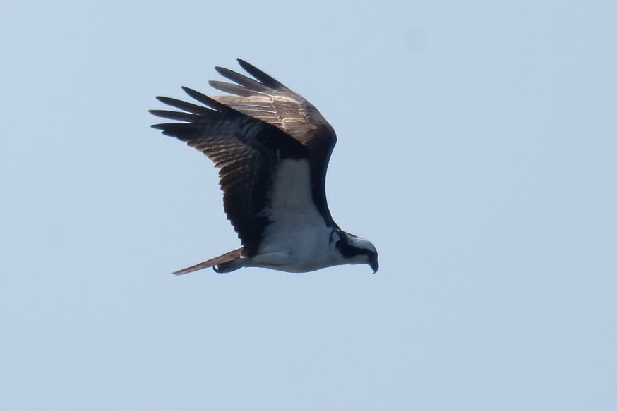 Osprey - Mitch (Michel) Doucet