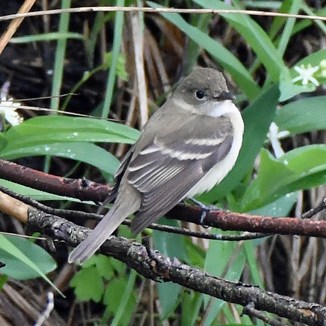 Alder Flycatcher - Denny Granstrand