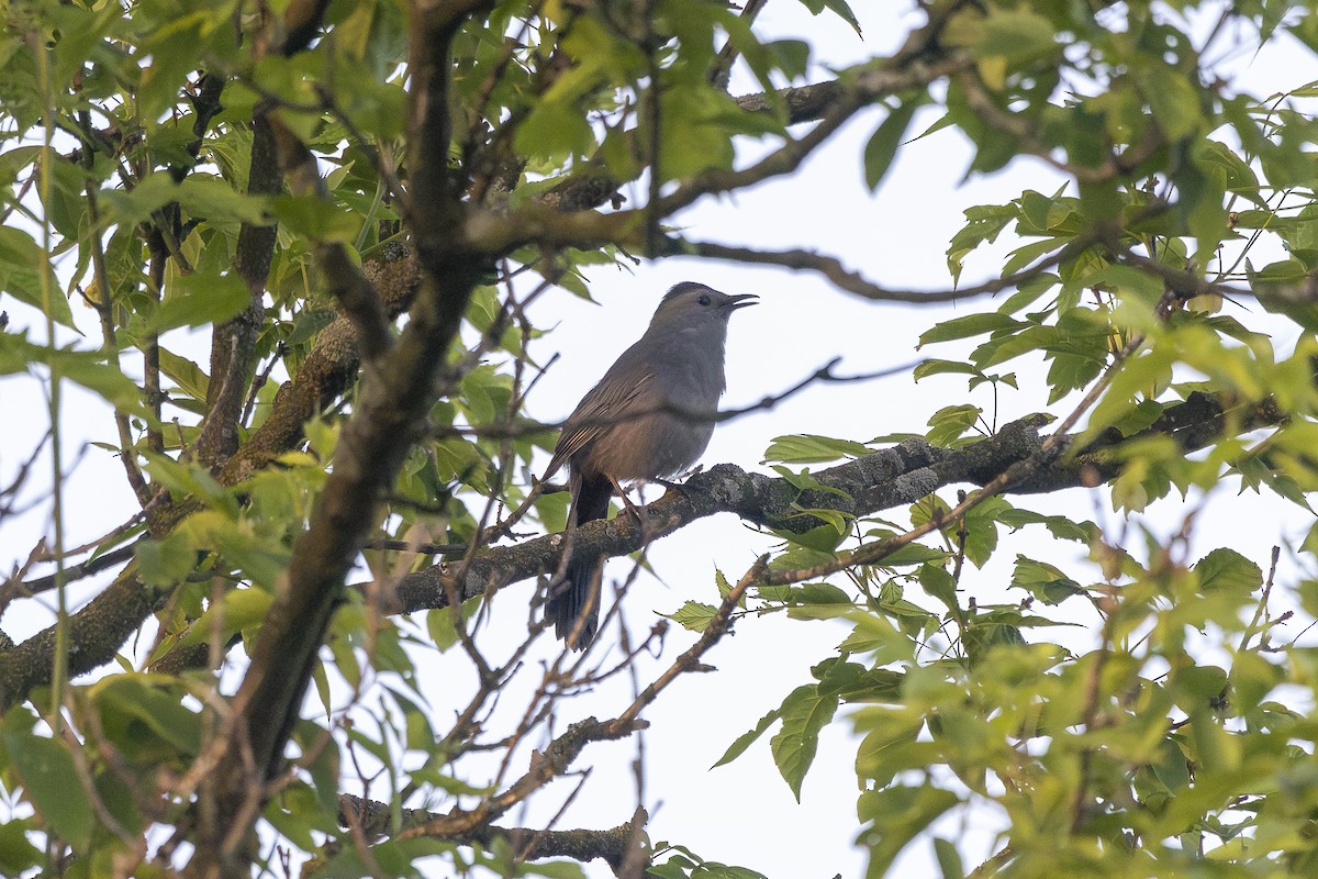 Gray Catbird - Joel Bookhammer