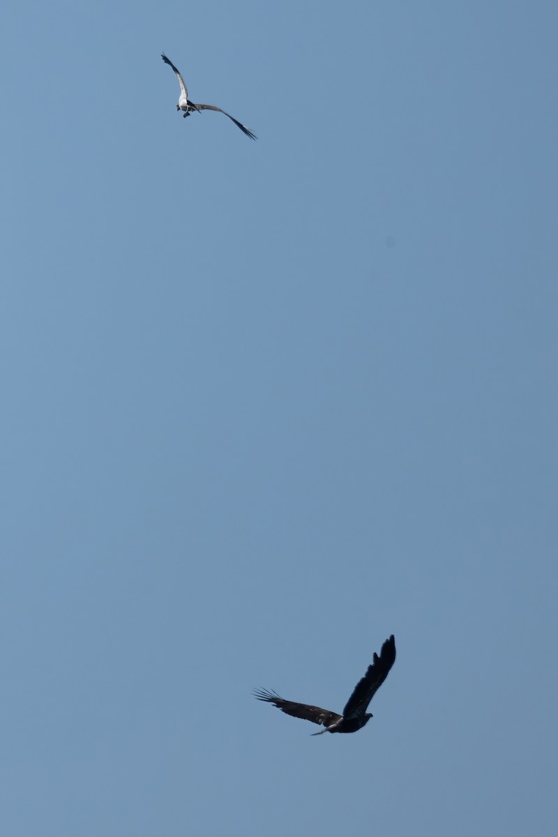 Белоголовый орлан - ML619548287