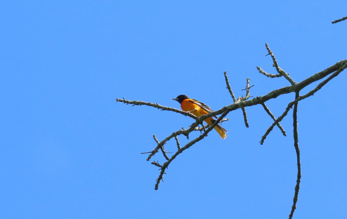 Baltimore Oriole - Nathalie L. COHL 🕊