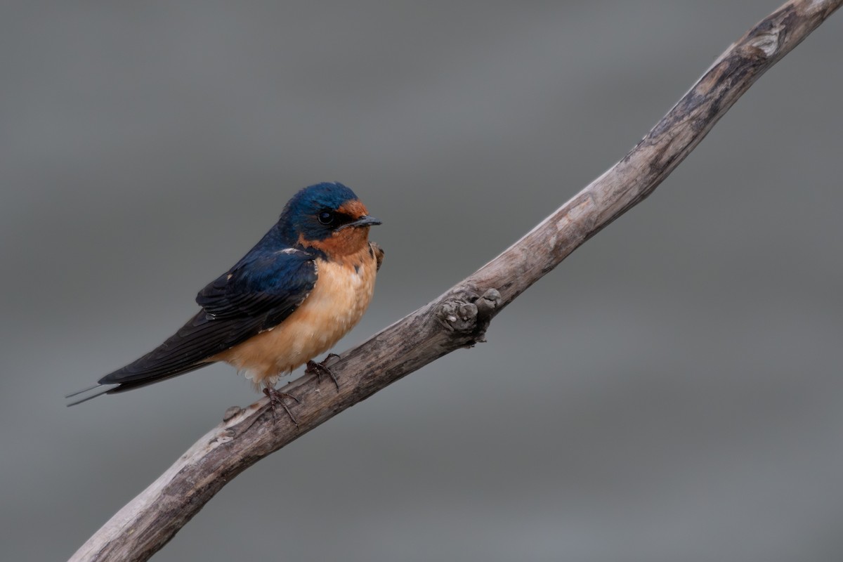 Barn Swallow - Daniel Pankey