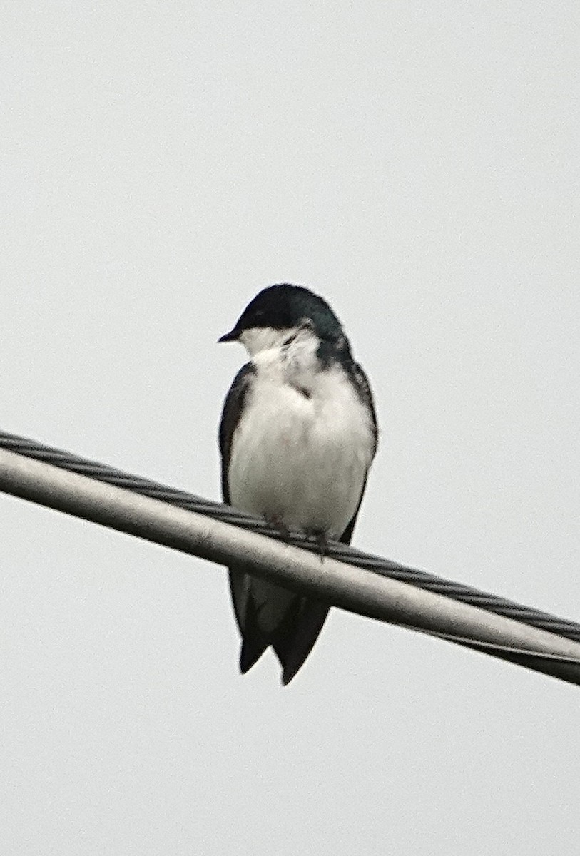 Tree Swallow - Frances Clapp