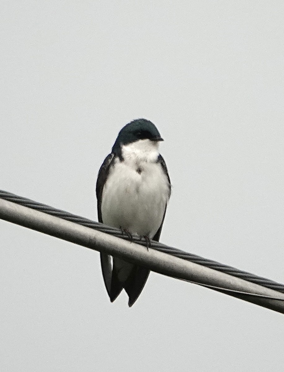 Tree Swallow - Frances Clapp