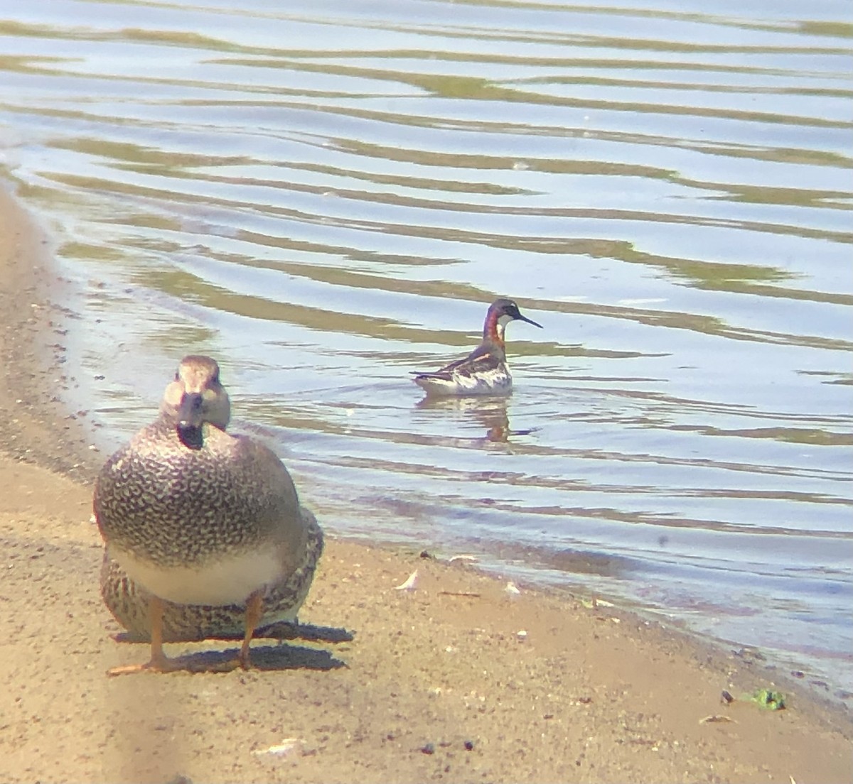 Red-necked Phalarope - KZ F