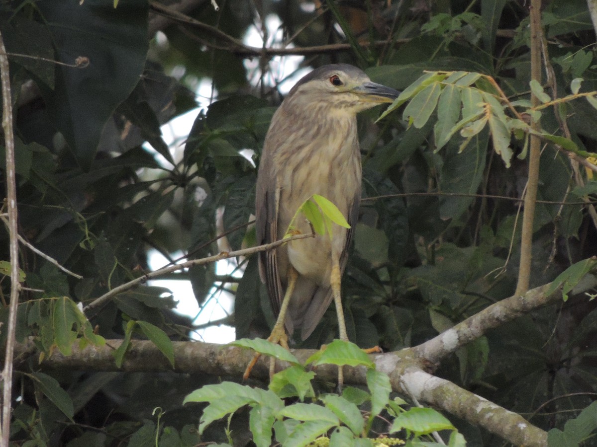 Black-crowned Night Heron - Roger Lambert