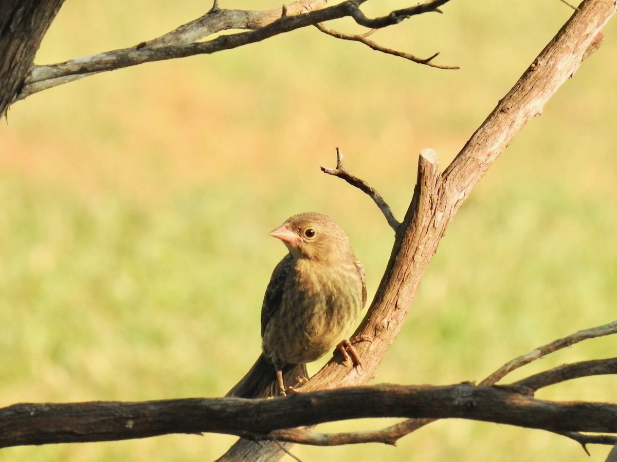 House Finch - Wendi Leonard