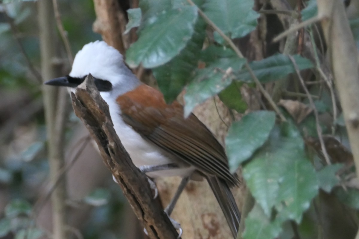 White-crested Laughingthrush - ML619548308