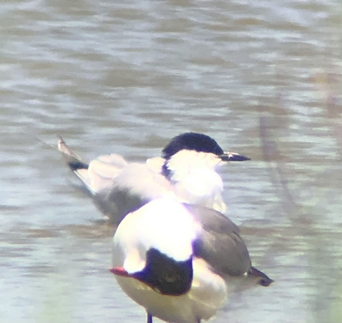 Gull-billed Tern - KZ F