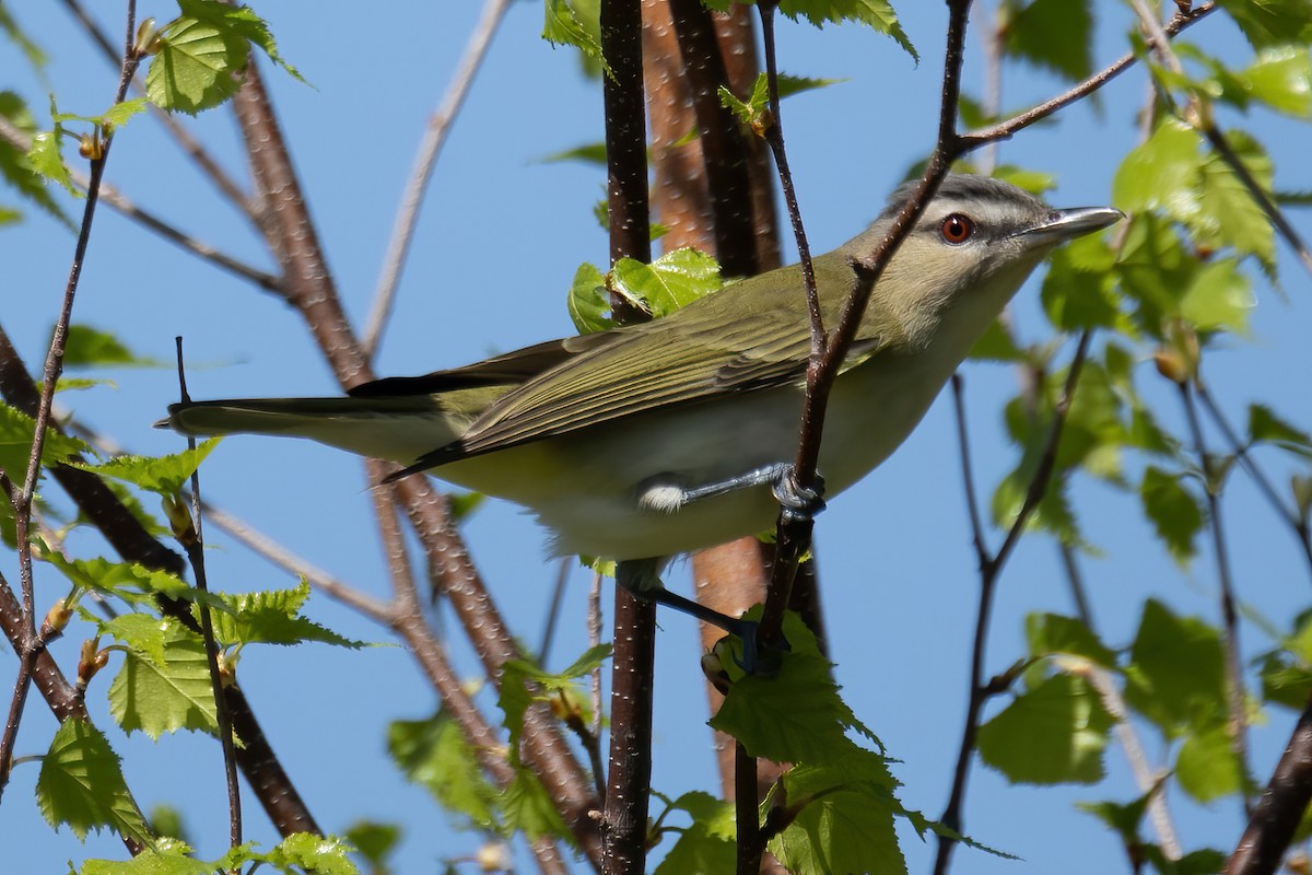 Red-eyed Vireo - Mitch (Michel) Doucet