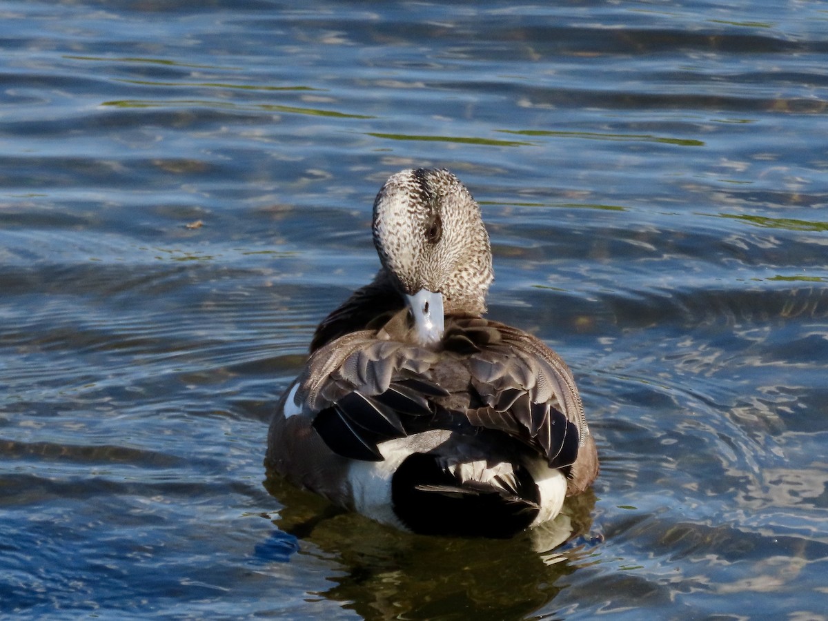 American Wigeon - David and Regan Goodyear