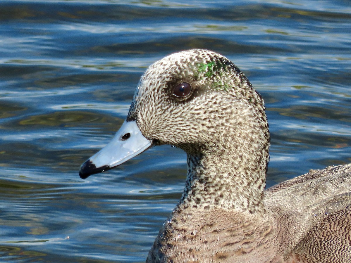 American Wigeon - David and Regan Goodyear