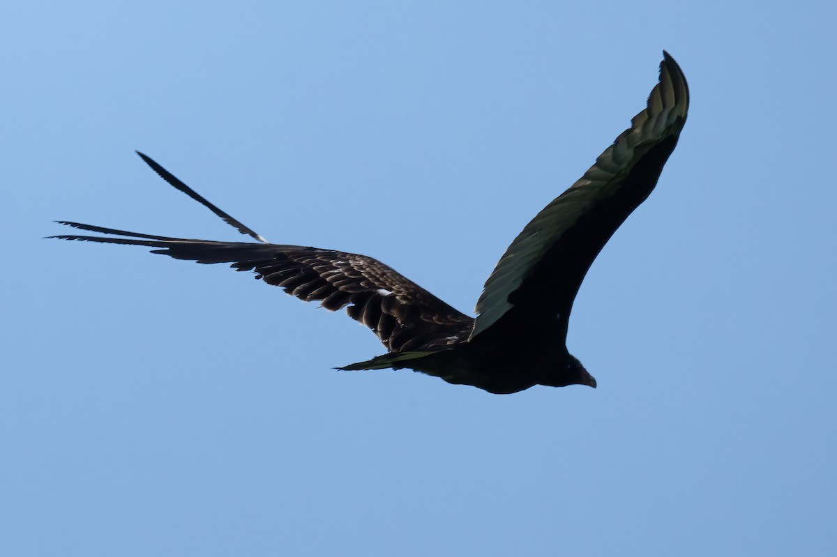 Turkey Vulture - Mitch (Michel) Doucet