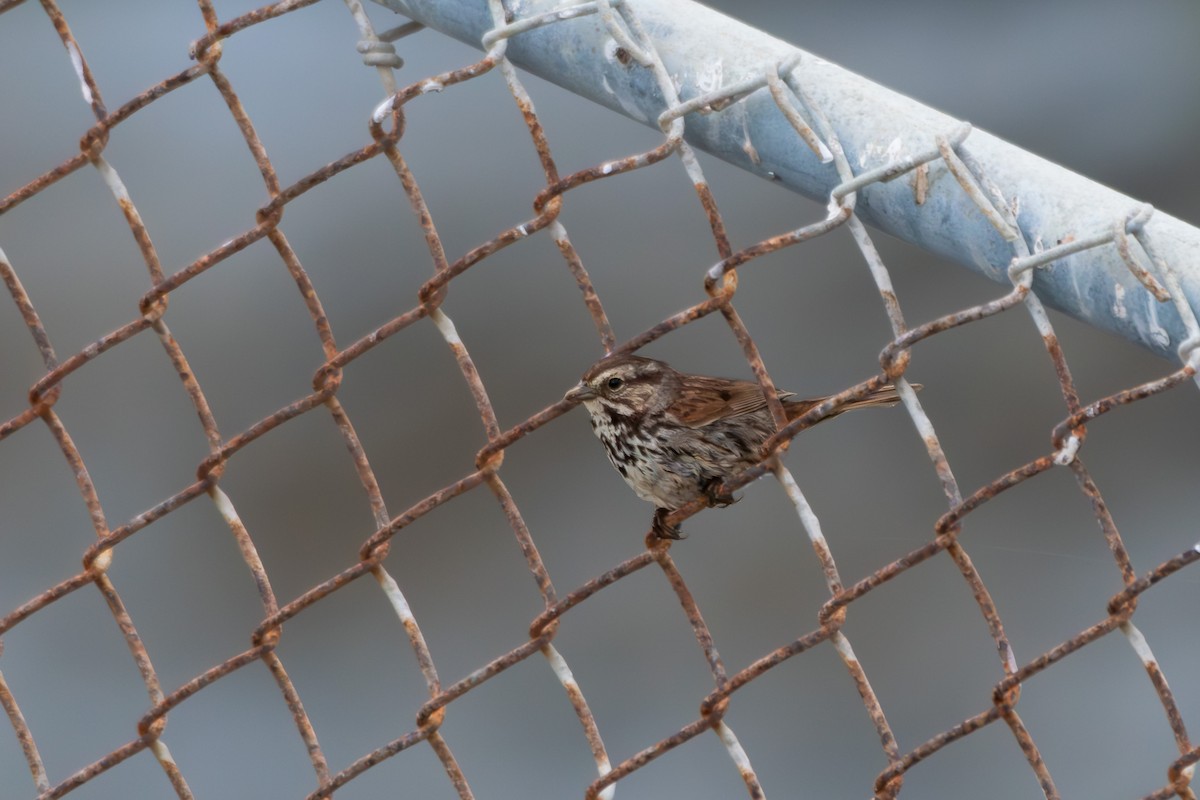 Song Sparrow - Daniel Pankey