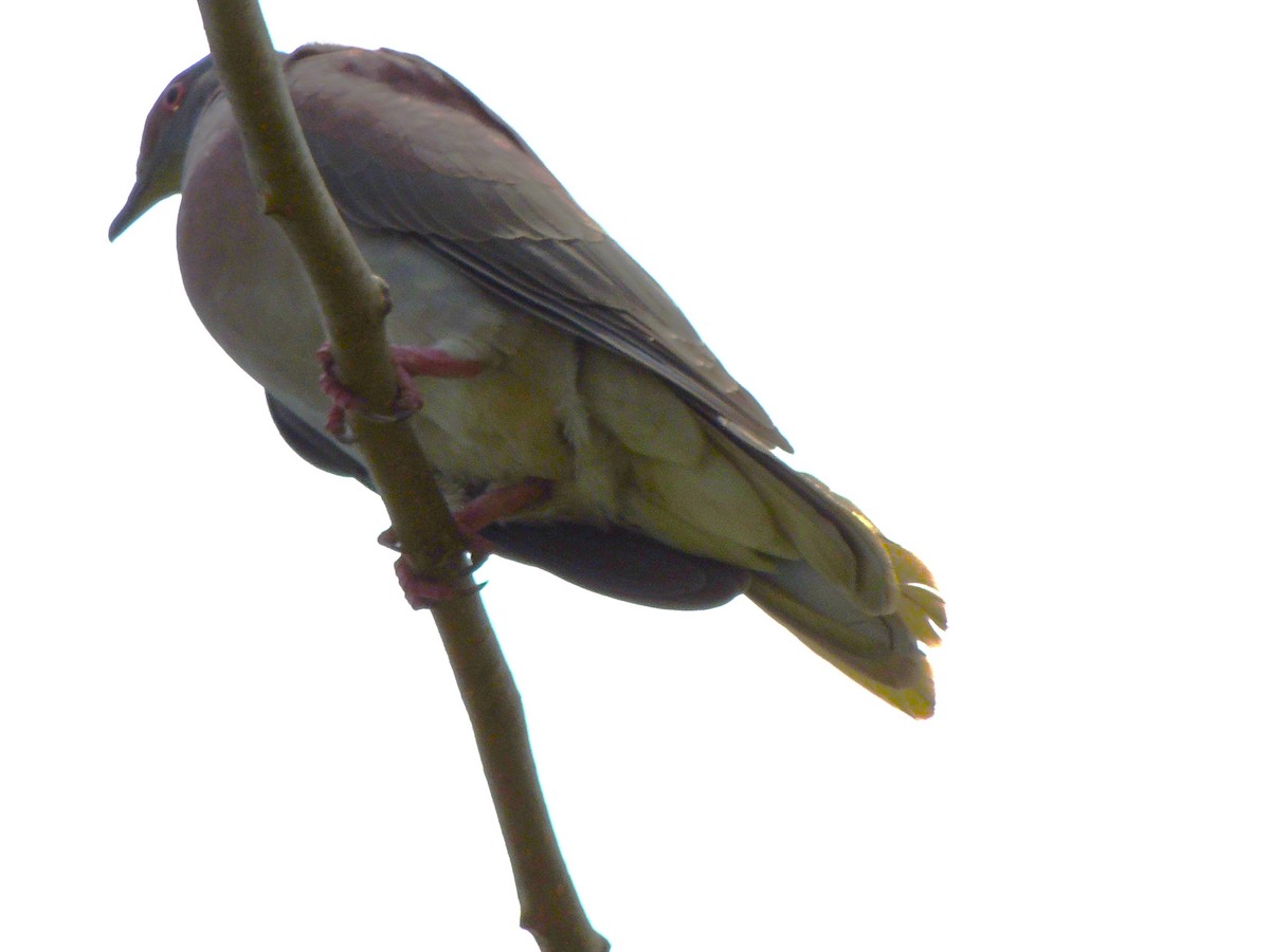 Pale-vented Pigeon - Roger Lambert