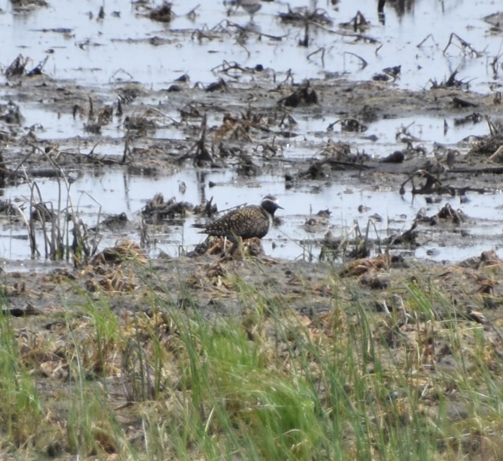 American Golden-Plover - Anonymous