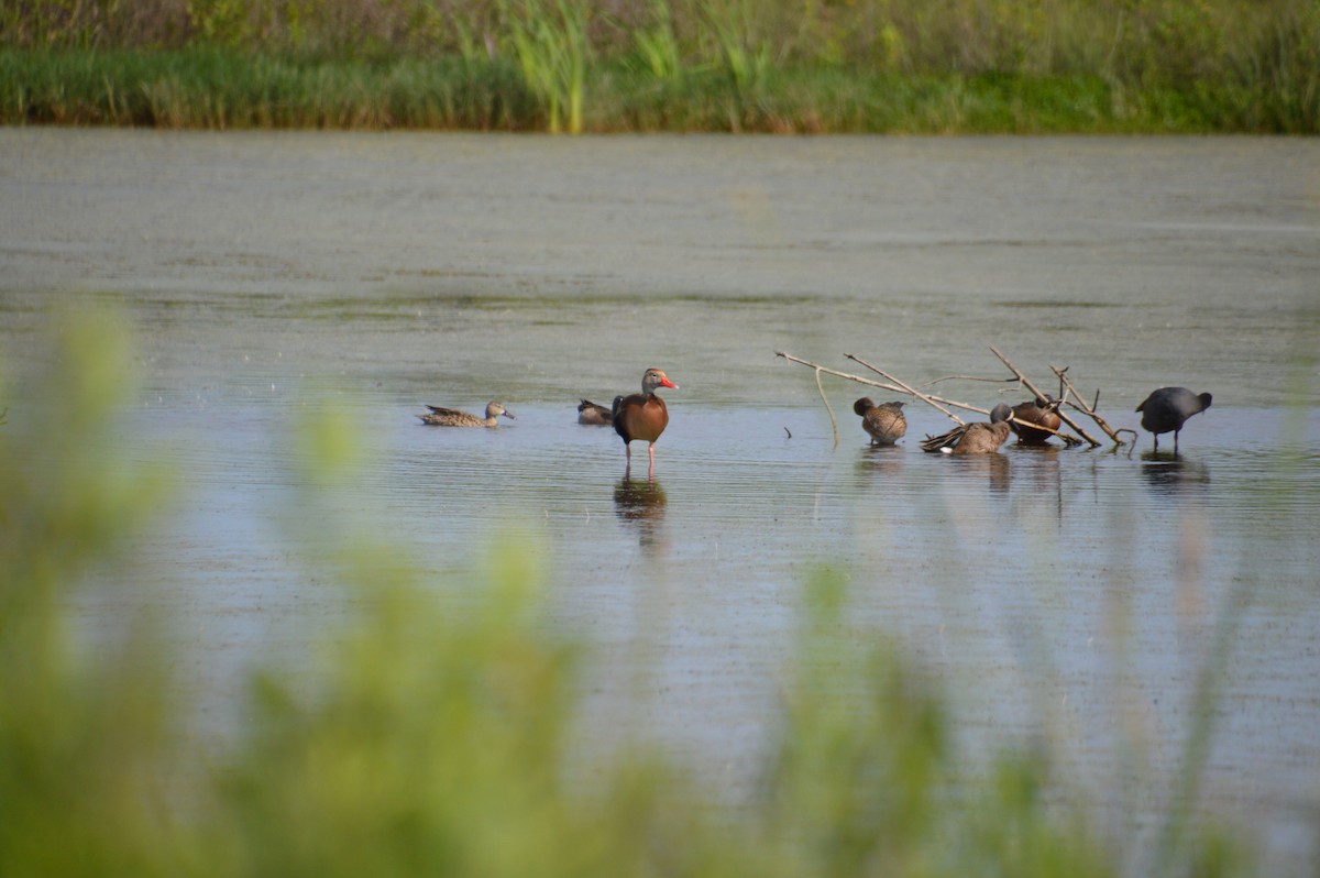 Black-bellied Whistling-Duck - Corinna Rostrom