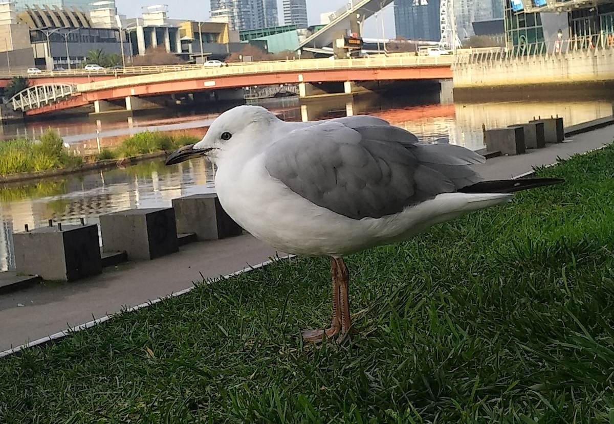 Silver Gull - Leo R