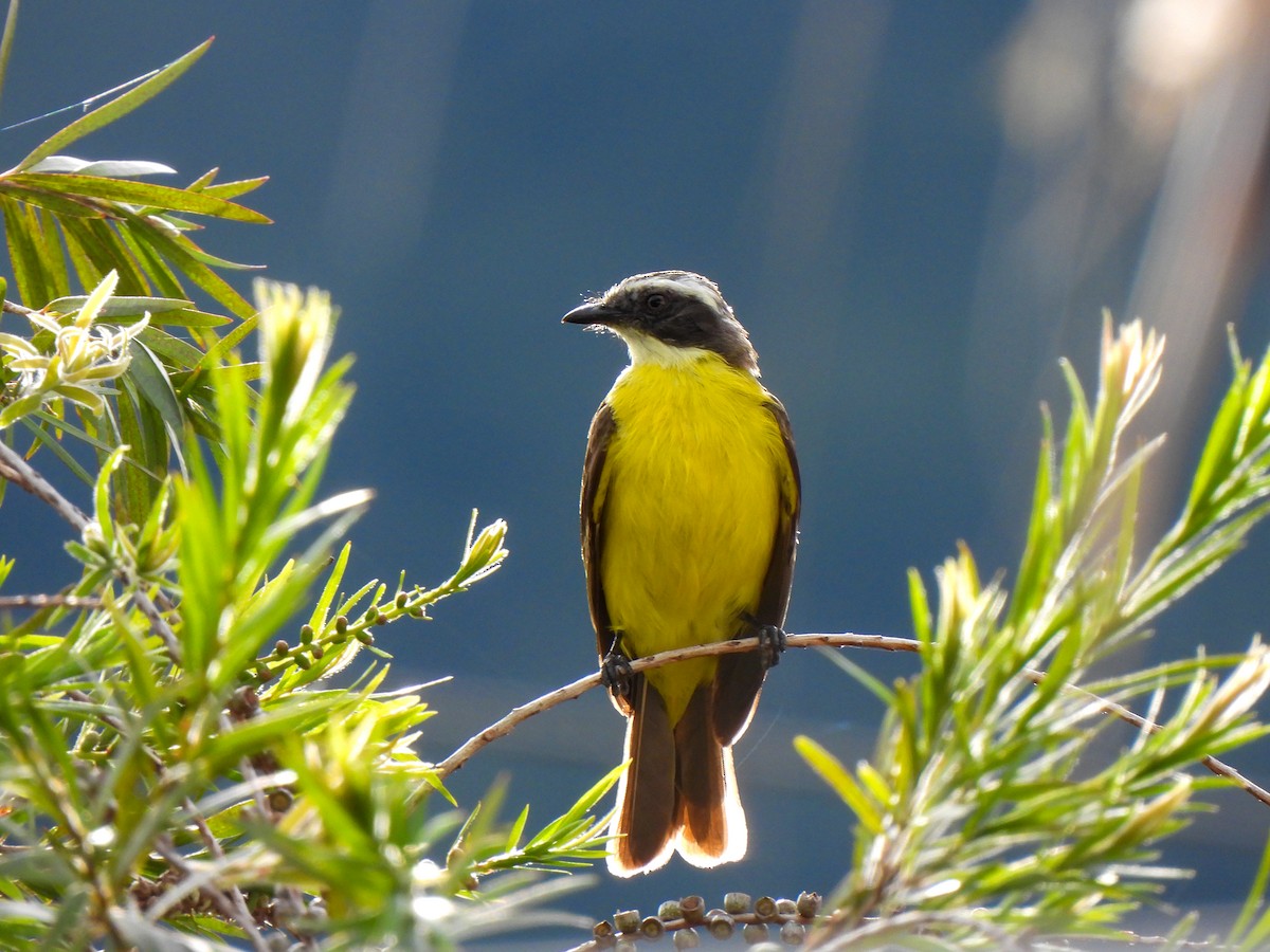 Social Flycatcher - Wilson Ortega