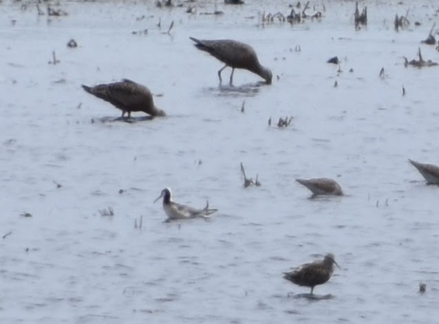 Hudsonian Godwit - Anonymous