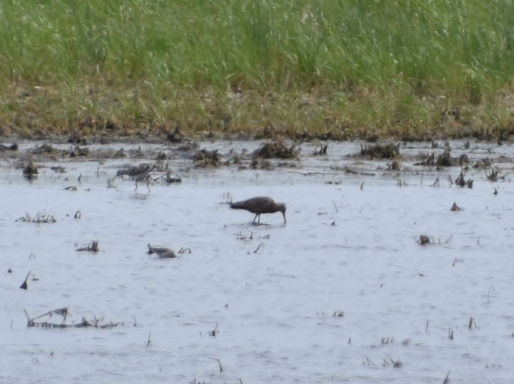 Hudsonian Godwit - ML619548335