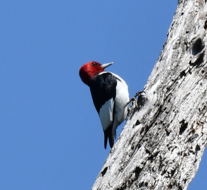 Red-headed Woodpecker - Richard Connors