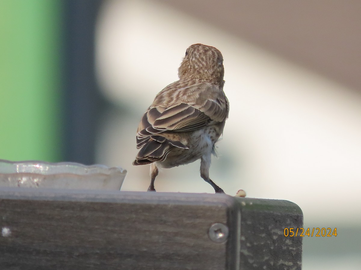 House Finch - Susan Leake