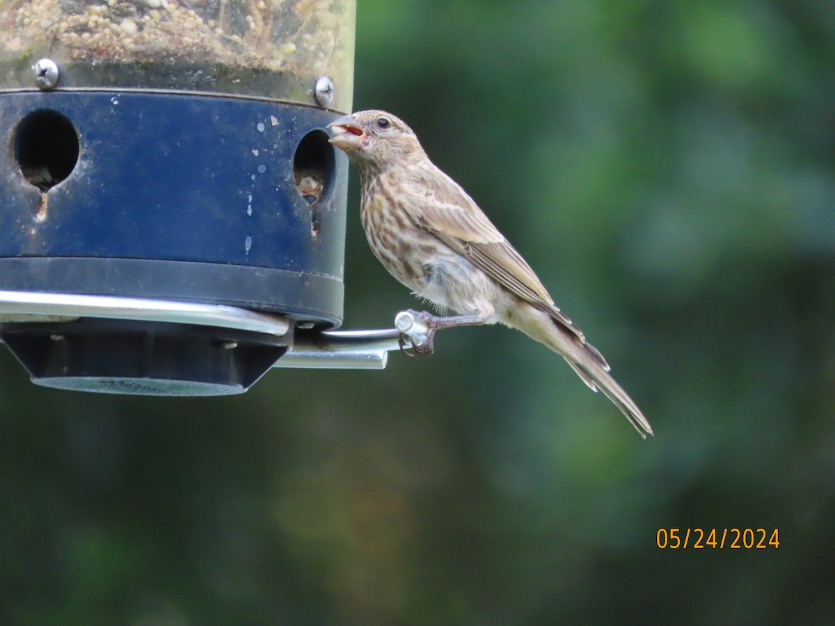 House Finch - Susan Leake