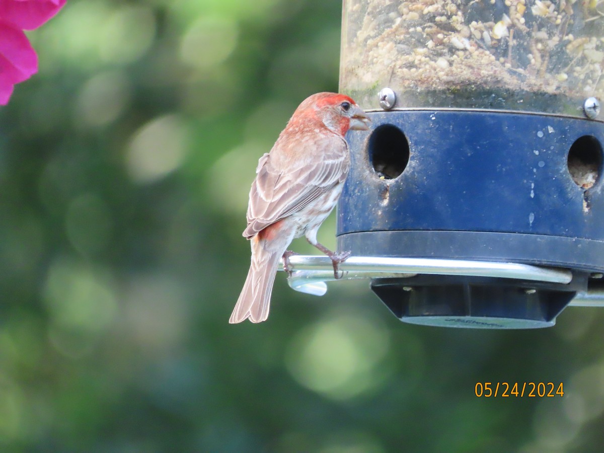 House Finch - Susan Leake