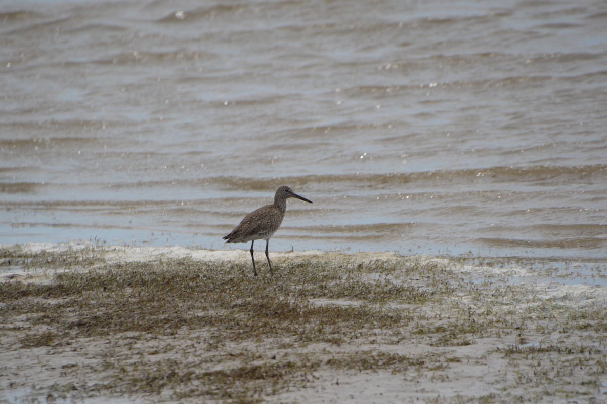 Willet - Corinna Rostrom