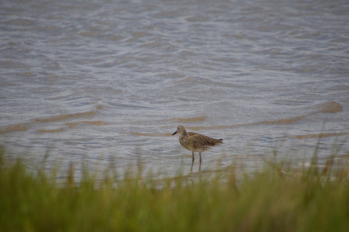 Willet - Corinna Rostrom