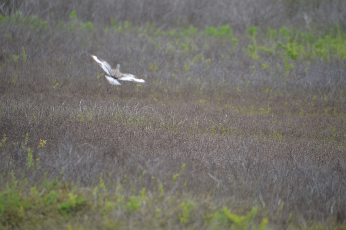 Willet - Corinna Rostrom