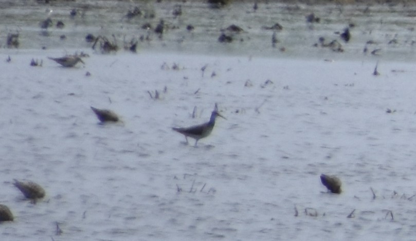 Lesser Yellowlegs - Anonymous