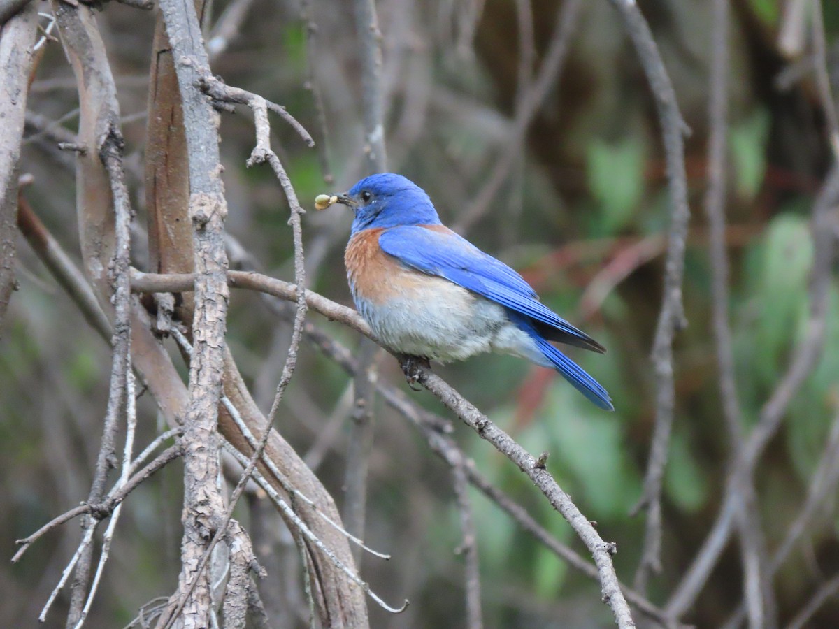 Western Bluebird - Edana Salisbury