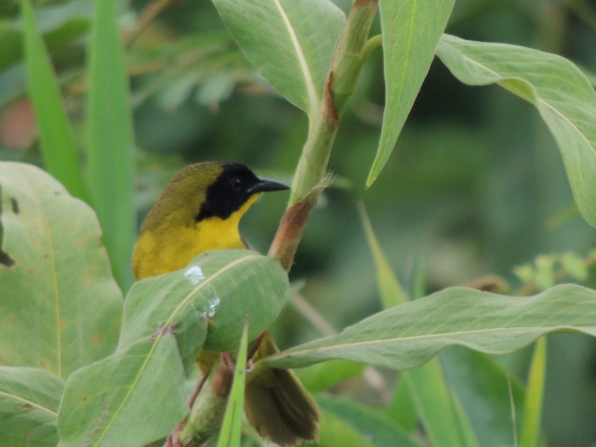 Olive-crowned Yellowthroat - Roger Lambert